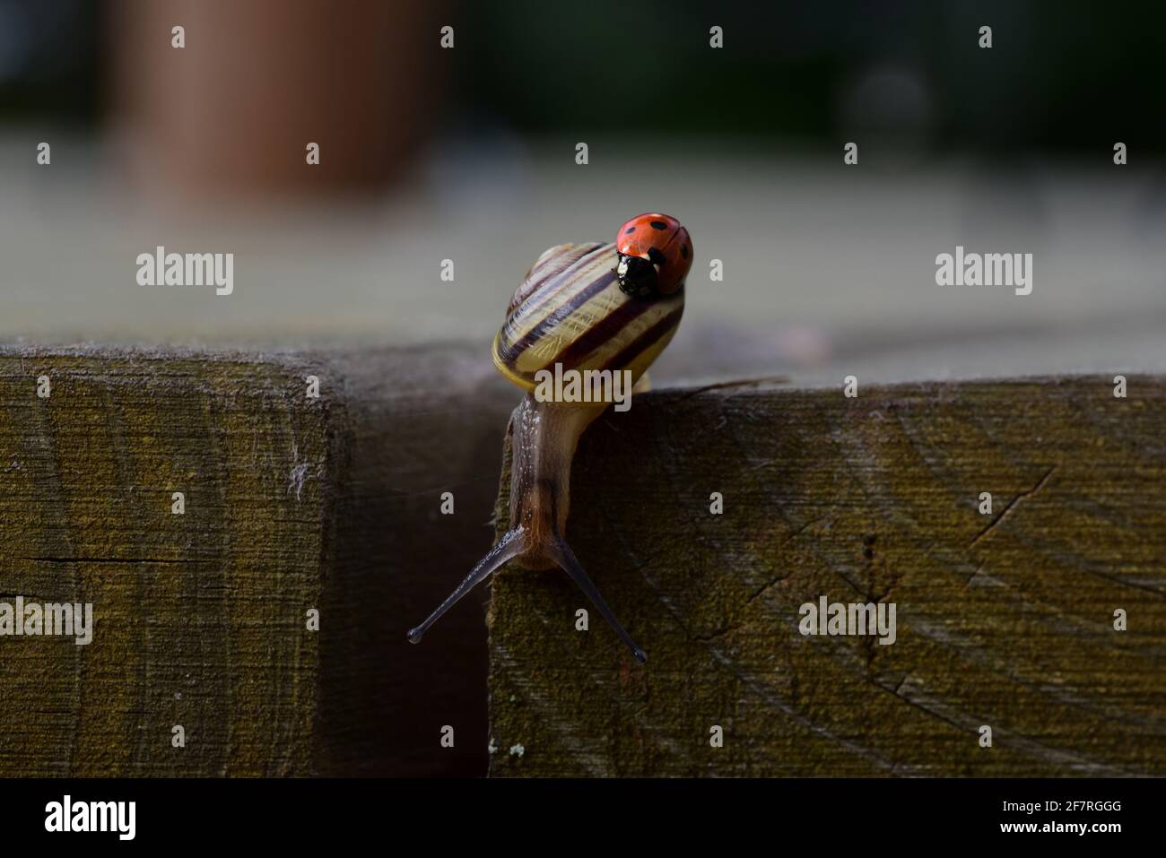 Ladybird sulla conchiglia di una lumaca Foto Stock