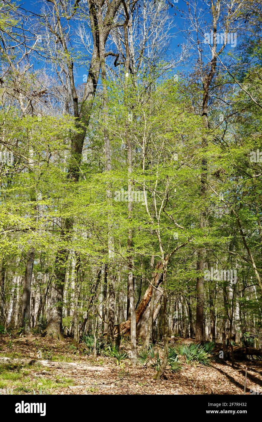 alberi, foglie nuove, verde primavera, rinnovamento, natura, Woods, Ichetucknee Springs state Park, Florida, Fort White, Florida Foto Stock