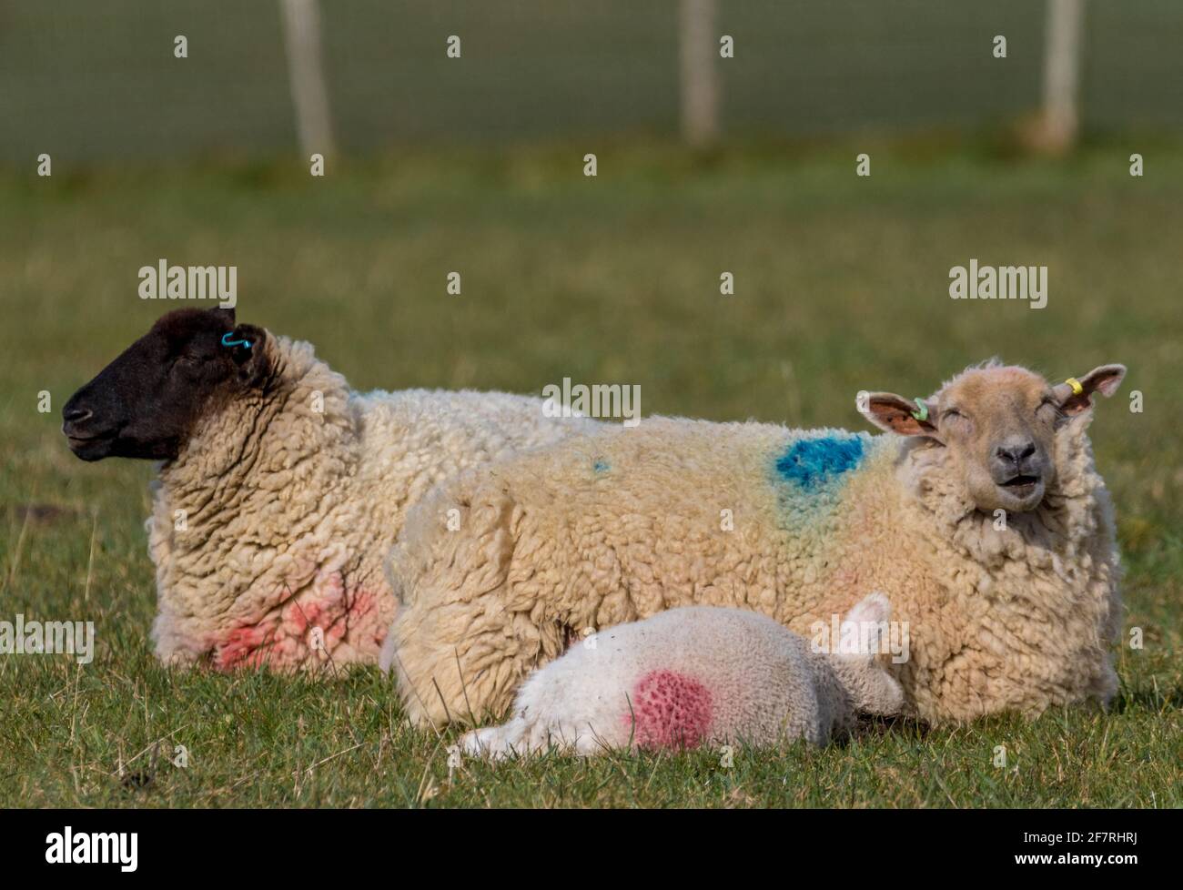 Animali da fattoria che pascolano sulle Downs Sud del Sussex Foto Stock