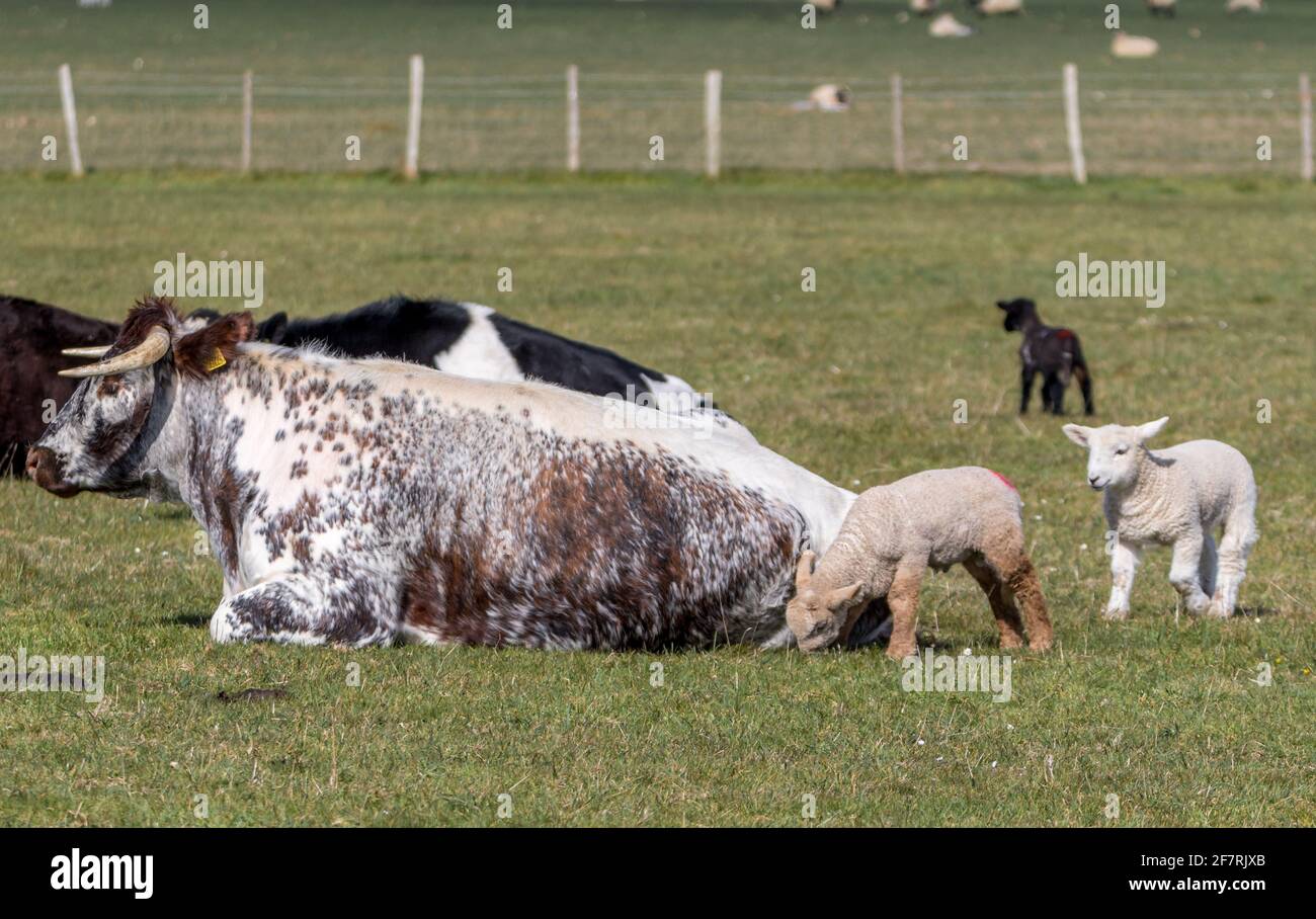 L'agnello stuzzica un bovino cornuto sulle Downs del sud di Sussex Foto Stock