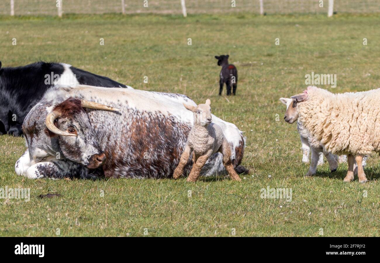L'agnello stuzzica un bovino cornuto sulle Downs del sud di Sussex Foto Stock