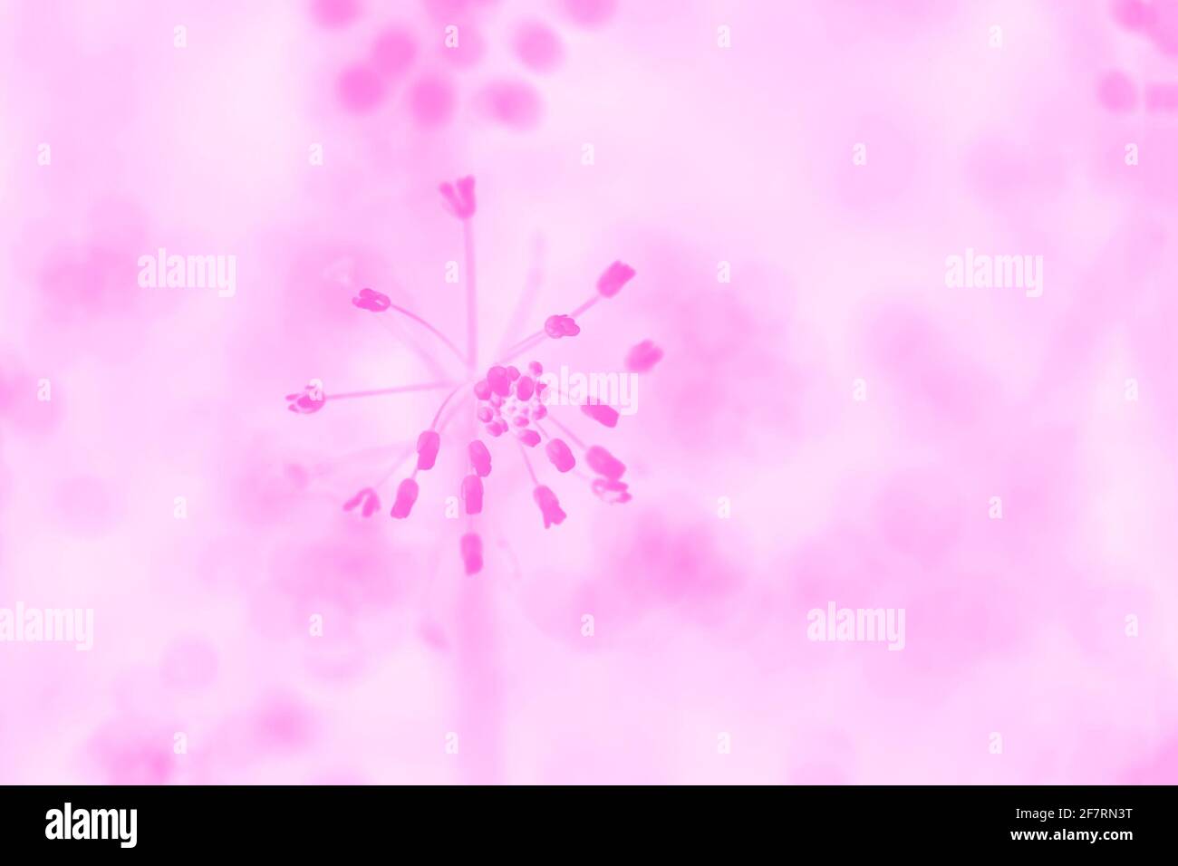 Colore fucsia rosa chiaro sfondo pastello con motivi floreali Foto Stock