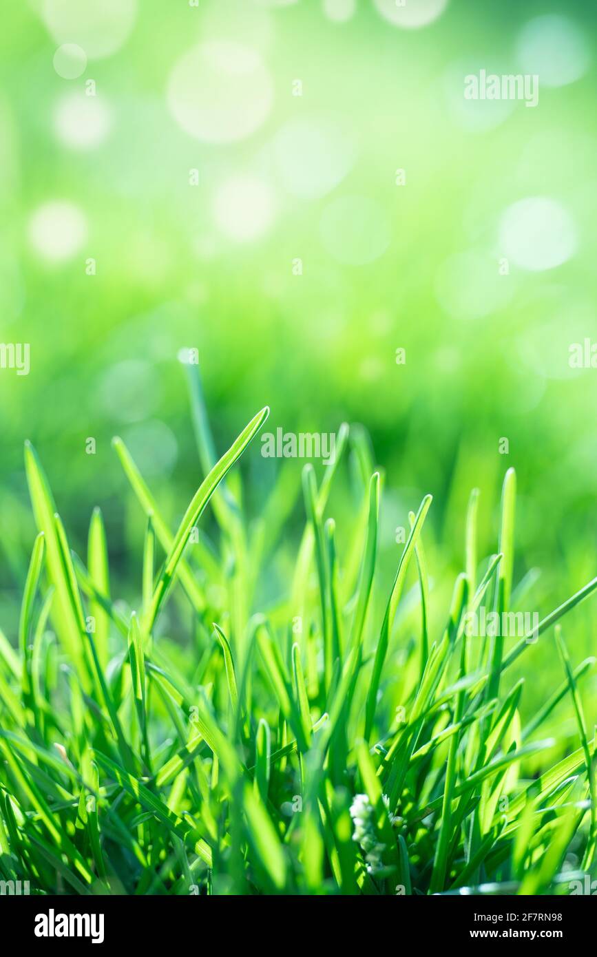 Primo piano estremo di erba verde fresca in primavera Foto Stock