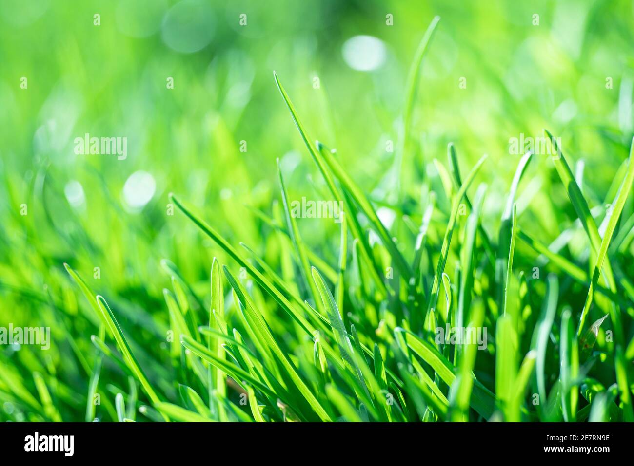 Primo piano estremo di erba verde fresca in primavera Foto Stock