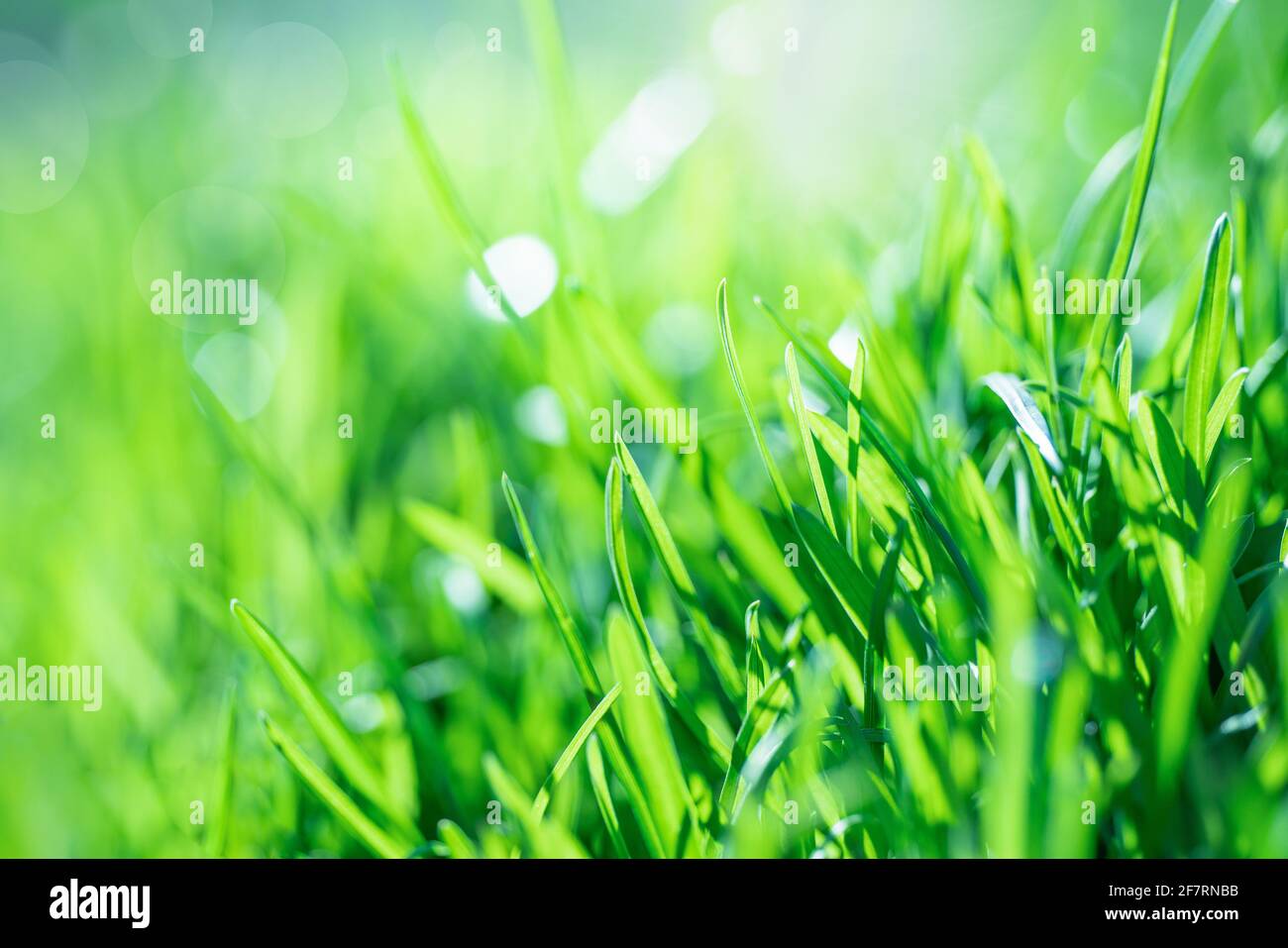 Primo piano estremo di erba verde fresca in primavera Foto Stock