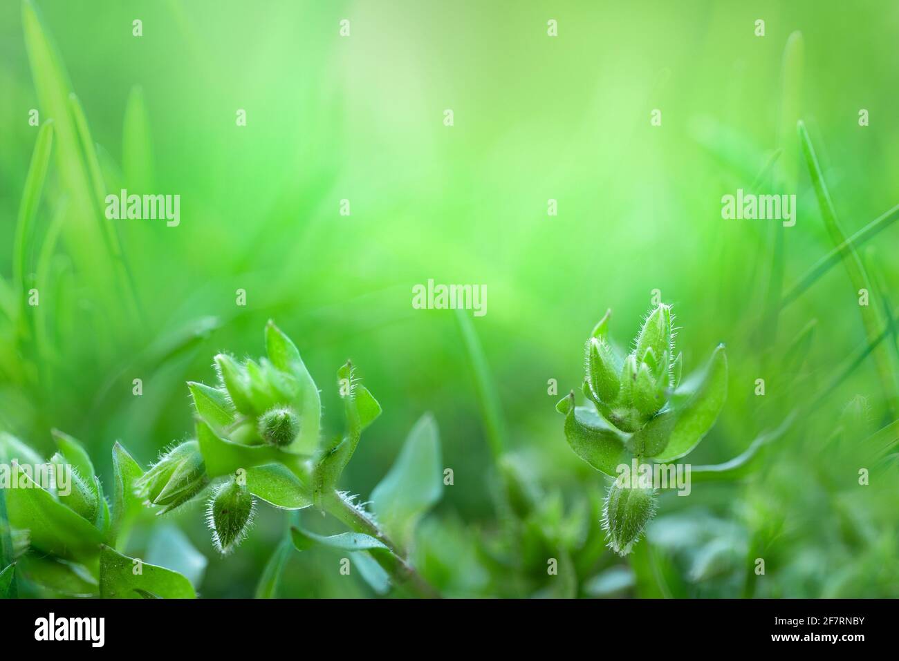 Primo piano verde immagine natura di piante in miniatura in erba Foto Stock