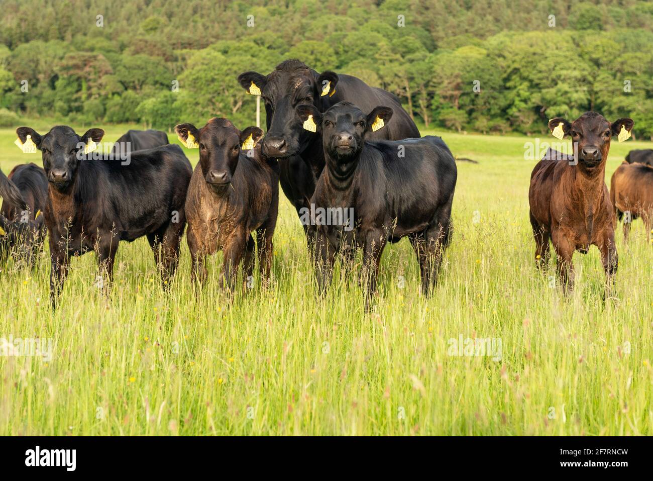 Allevamento di mucche e mandrie di bestiame Kerry in pascolo nel Killarney National Park, contea di Kerry, Irlanda Foto Stock