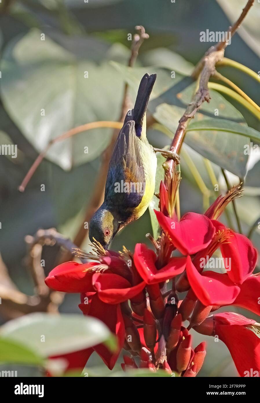 Uccello di girasole (Anthreptes malacensis malacensis) alimentazione maschile adulto al fiore Siem Reap, Cambogia Gennaio Foto Stock