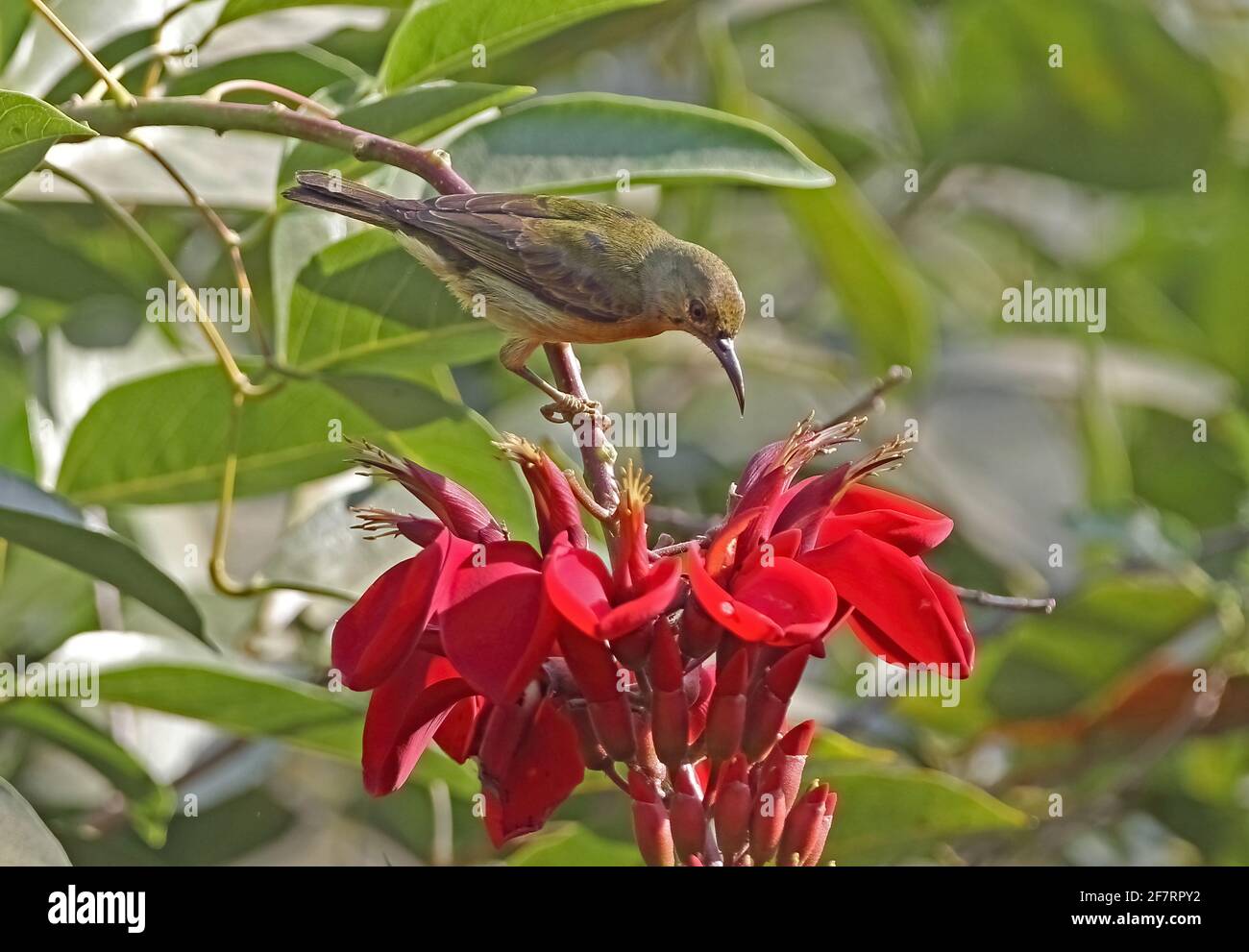 Sunbird bruno-gola (Anthreptes malacensis malacensis) maschio immaturo arroccato dal fiore Siem Reap, Cambogia Gennaio Foto Stock