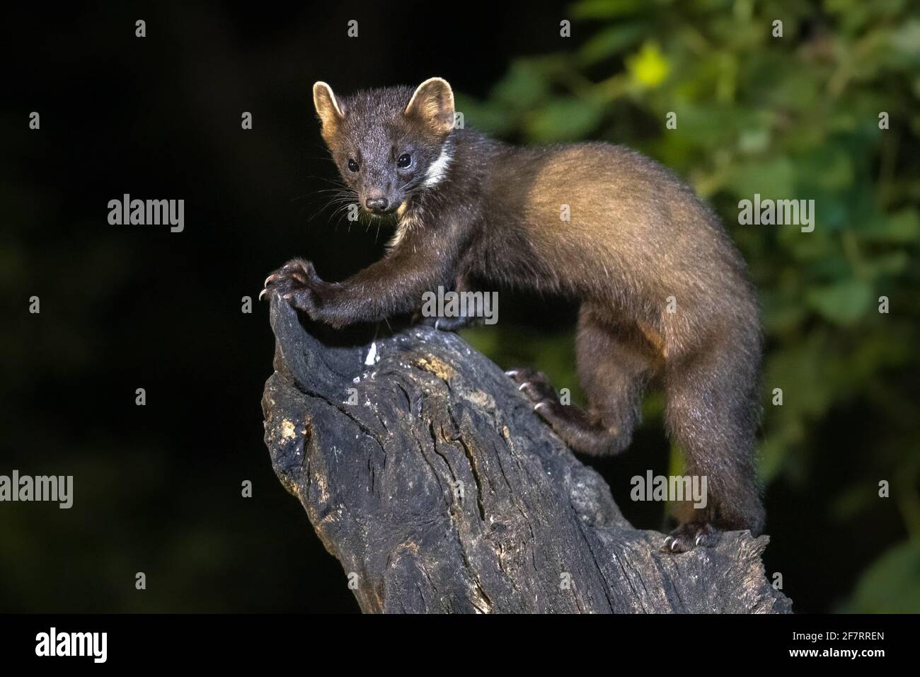 Martora di pino (Martes Martes) su tronco in circostanze buie in una foresta di notte. Fauna selvatica scena della natura in Europa. Foto Stock