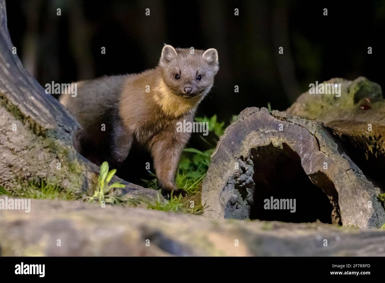 Martora di pino (Martes Martes) su tronco in circostanze buie in una foresta di notte. Fauna selvatica scena della natura in Europa. Foto Stock