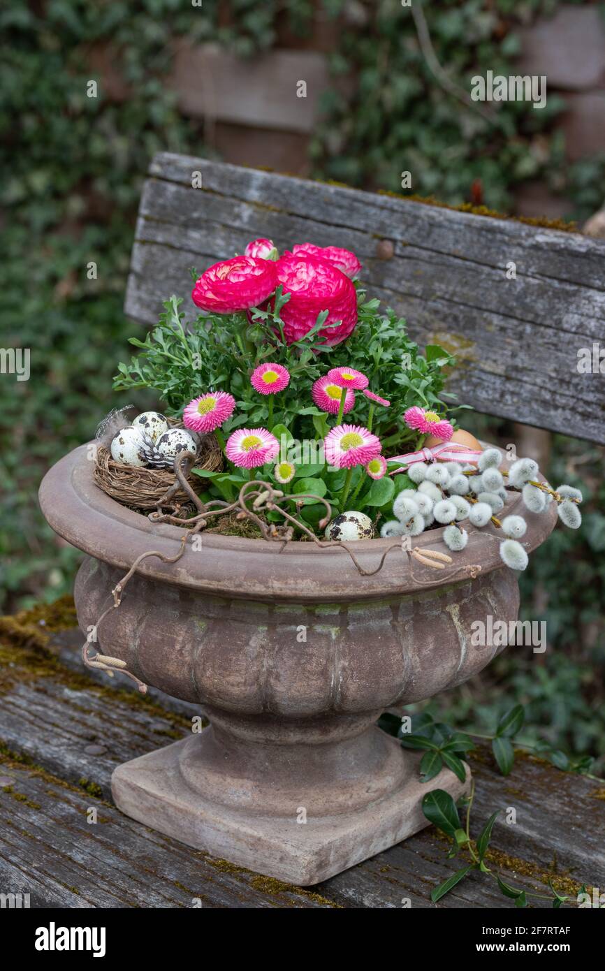 perennis di bellis rosa e ranunculus in vaso di pianta di terracotta in giardino Foto Stock