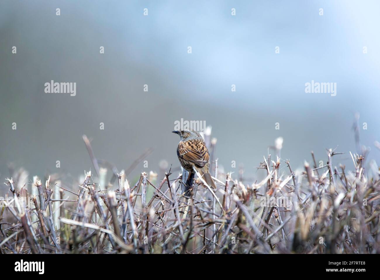 Un uccello Dunnock che riposa in una fila di siepi nome latino Prunella modularis Foto Stock