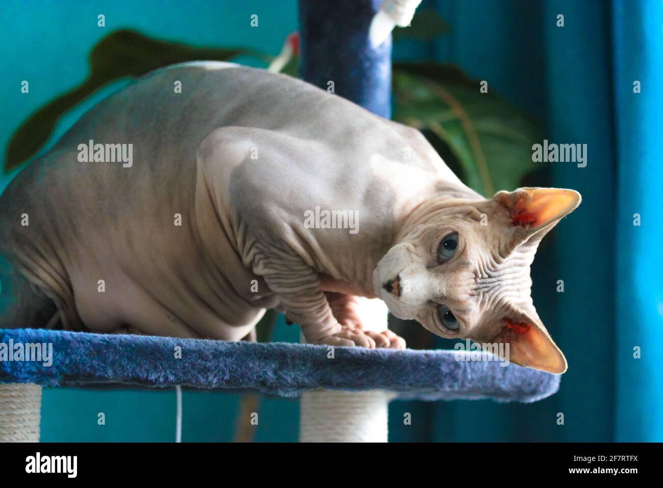 Il gatto canadese Sphynx è seduto su una torre di artiglio, graffiando il  post in posa divertente. PET in un interno moderno contro una parete blu.  La pelle rugosa di una ba