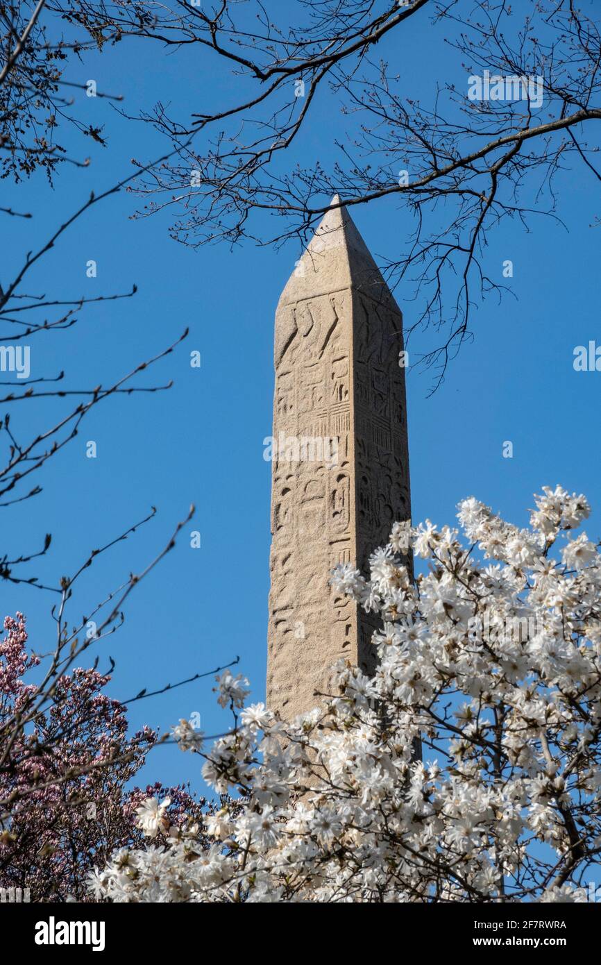 Cleopatra Needle obelisco è circondato da alberi di magnolia che fiorisce in primavera, al Central Park di New York, Stati Uniti d'America Foto Stock
