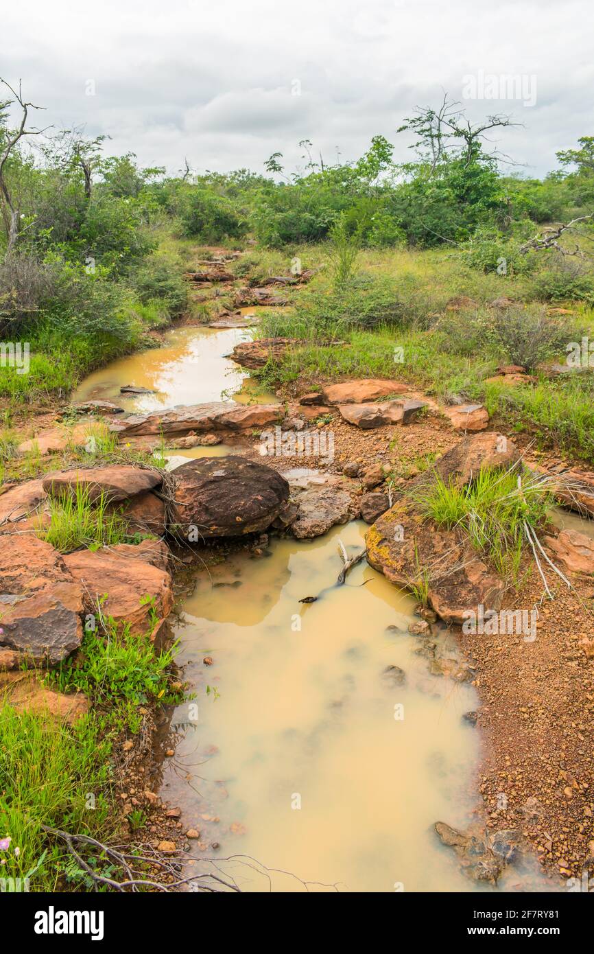 Paesaggio sertao nella stagione delle piogge - piccolo torrente e verde, vegetazione lussureggiante - Oeiras, Piaui (Brasile nord-orientale) Foto Stock