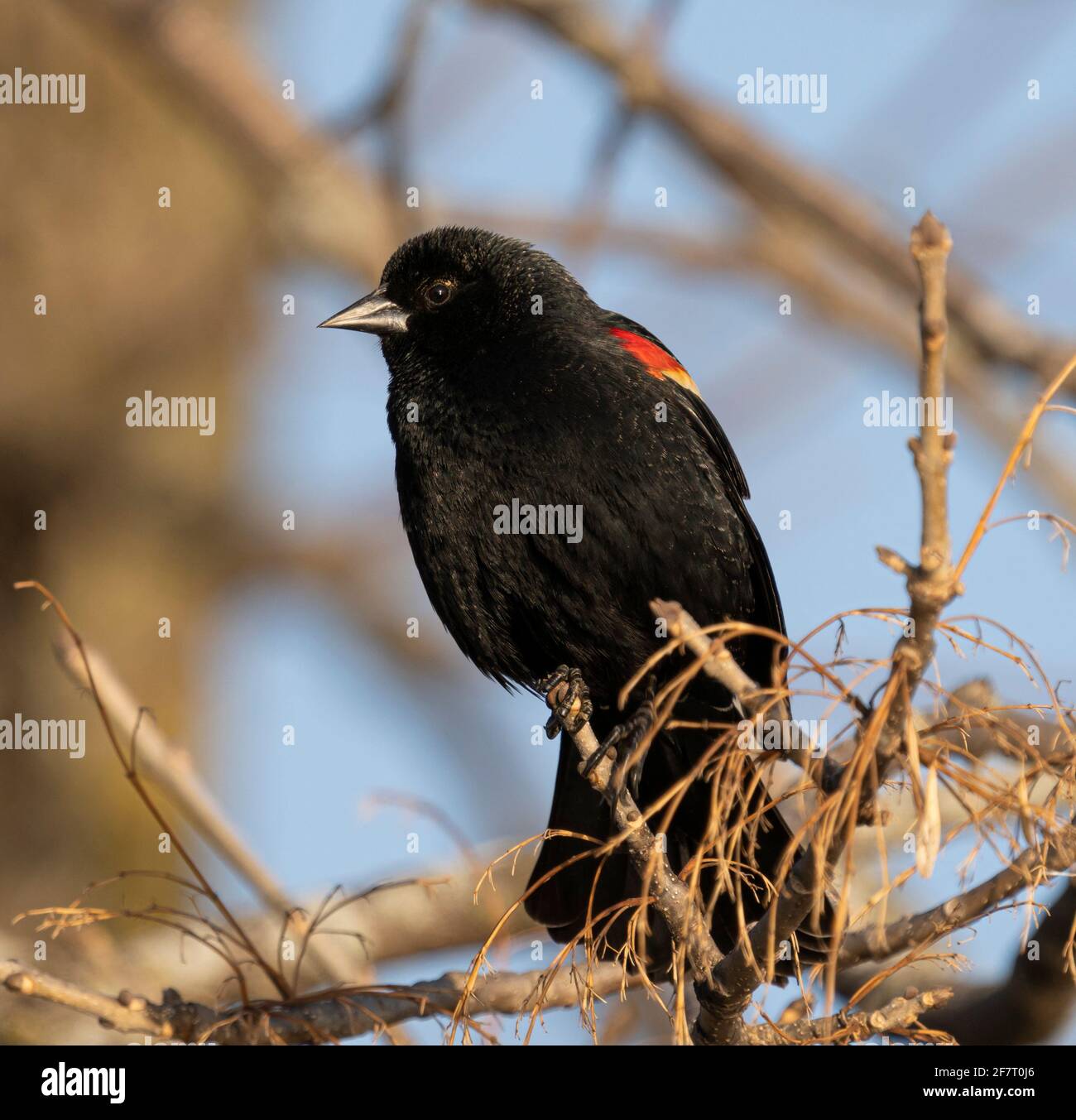 Un uccello nero alato rosso in un albero sulla Mississippi Flyway vicino al fiume Mississippi in Wisconsin. Foto Stock