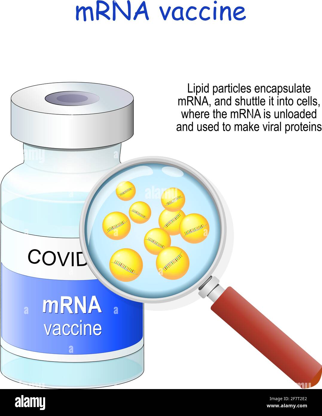 Covid-19 coronavirus vaccino messenger RNA (mRNA) flaconcino di vaccino e lente di ingrandimento. Illustrazione vettoriale. Le particelle lipidiche incapsulano l'mRNA e si chiudono Illustrazione Vettoriale
