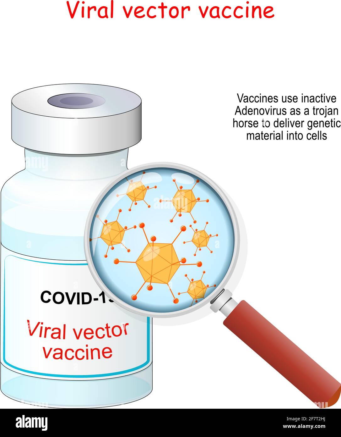 Covid-19 coronavirus. Vaccino vettoriale virale flaconcino di vaccino e lente di ingrandimento con ingrandimento di adenovirus che utilizzano per fornire materiale genetico Illustrazione Vettoriale
