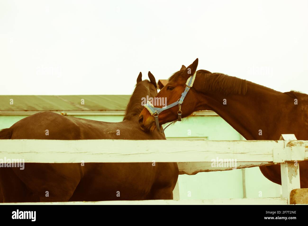 Il cavallo bruno bacia mare nel collo. Amore tra due cavalli su un ranch, una fattoria. Animali domestici divertenti. Filtro cinematografico caldo. Amore e tenerezza tra due An Foto Stock