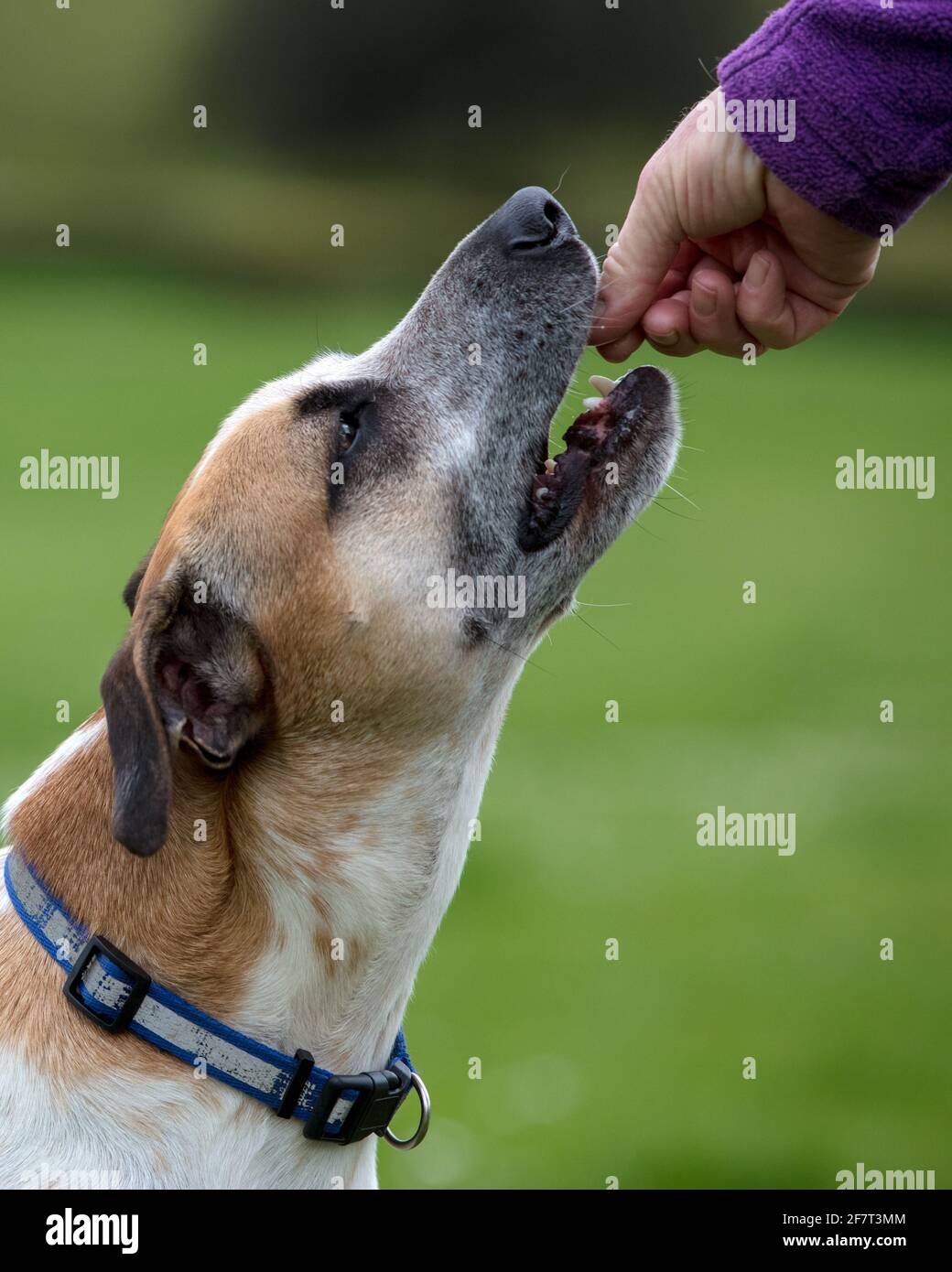Addestramento del cane basato di ricompensa Foto Stock