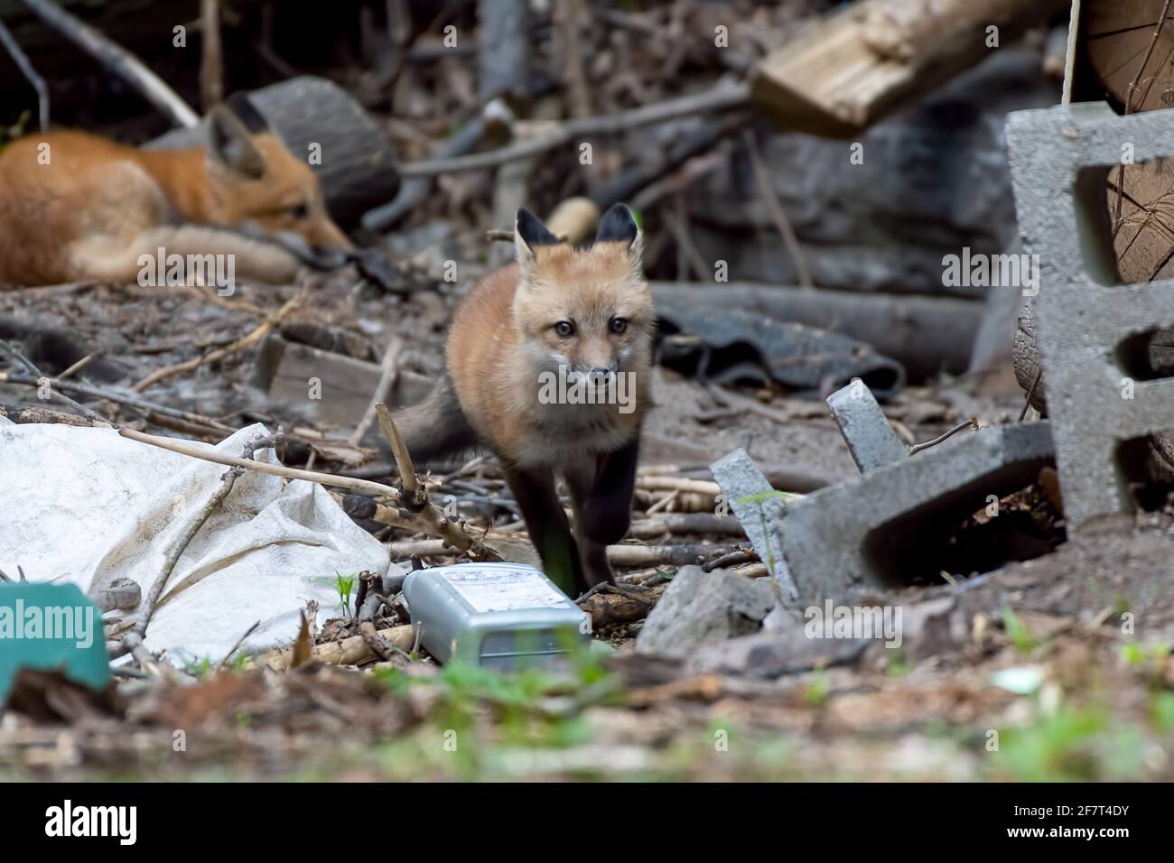 Red fox kit in esecuzione e giocare in un'area di manutenzione vicino alla zona della famiglia Foto Stock