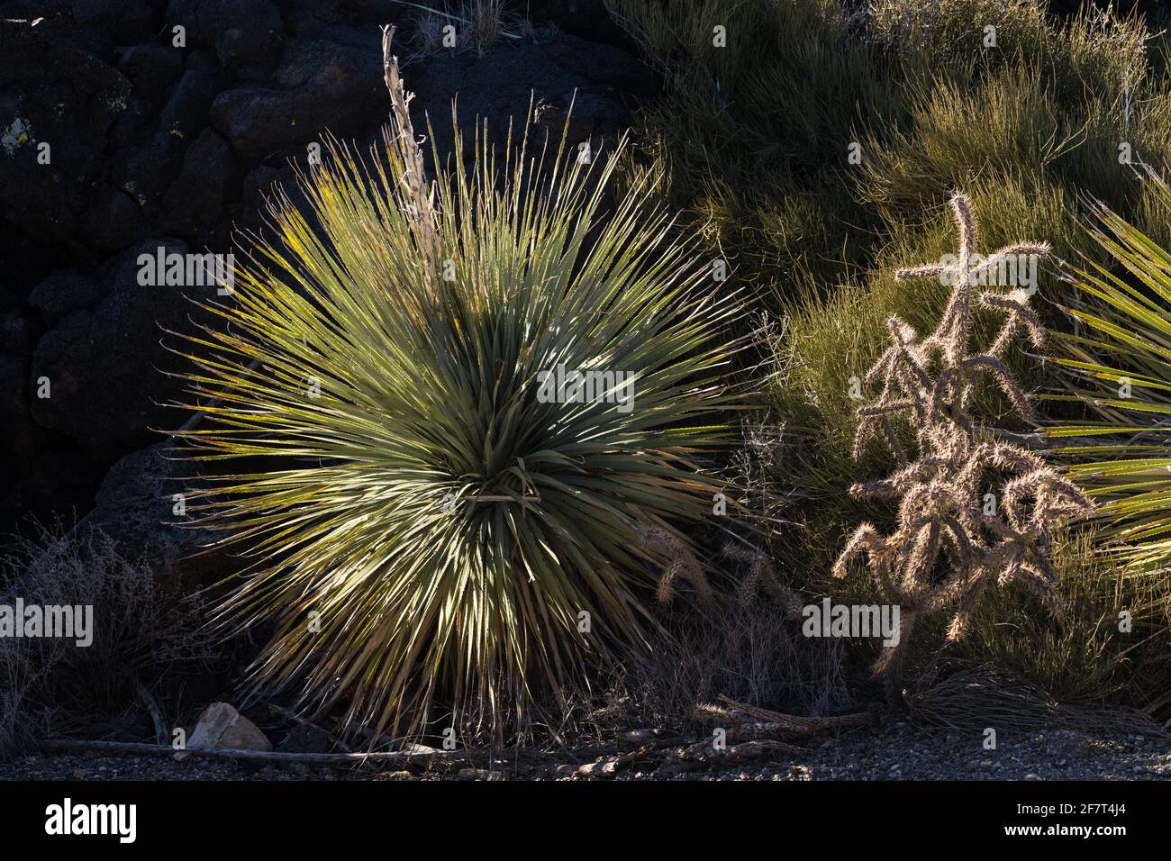 Commo Sotol e cane Cholla che crescono nei campi di lava della Valle degli incendi Area ricreativa, New Mexico. Il suo picco di fiore alto assomiglia ad una yucca, ma Foto Stock