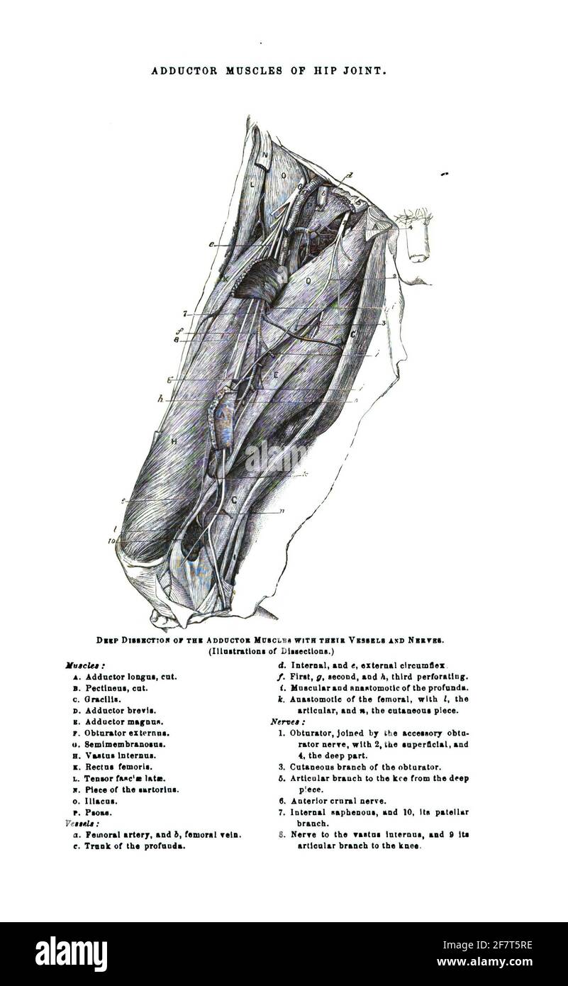 Illustrazione di un libro di testo del XIX secolo che spiega l'anatomia umana Foto Stock