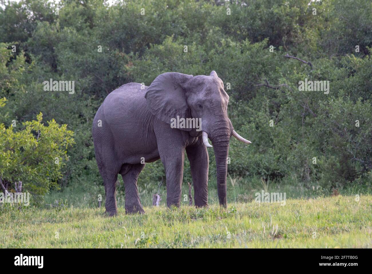 Elefante africano (Loxodonta africana). Solitario bullor vivente maschio. In piedi su short savana grassland Sward. Delta di Okavango. Botswana. Foto Stock