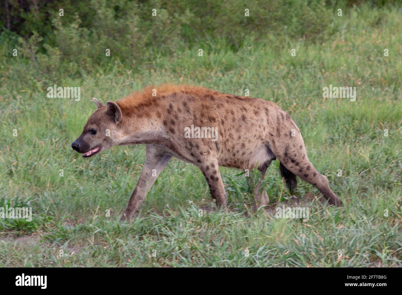 Hyena macchiata (Crocuta croccuta). Passeggiata ambling. Mammifero, animale quadruplicato, quadrupedo, in movimento, locomozione, movimento. Forma del corpo, forma. Luoghi in cui andare. Foto Stock