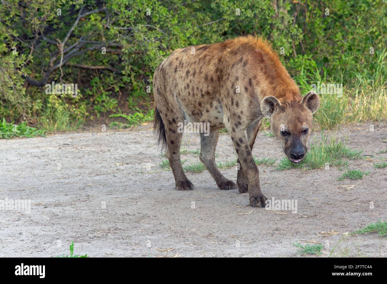 Hyena macchiata (Crocuta croccuta). Foto Stock