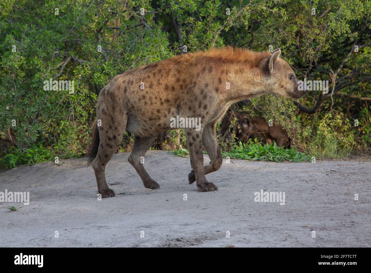 Hyena macchiata (Crocuta croccuta). Passeggiata ambling. Mammifero, animale quadruplicato, quadrupedo, in movimento, locomozione, movimento. Forma del corpo, forma. Luoghi in cui andare. Foto Stock