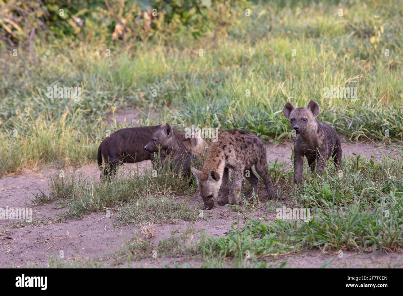 Hyena macchiata, Hyena (Crocuta croccuta). Quattro cuccioli o cuccioli, giovani di diverse età, di diverse madri. Den comunalmente. Al di fuori della loro cenere Foto Stock