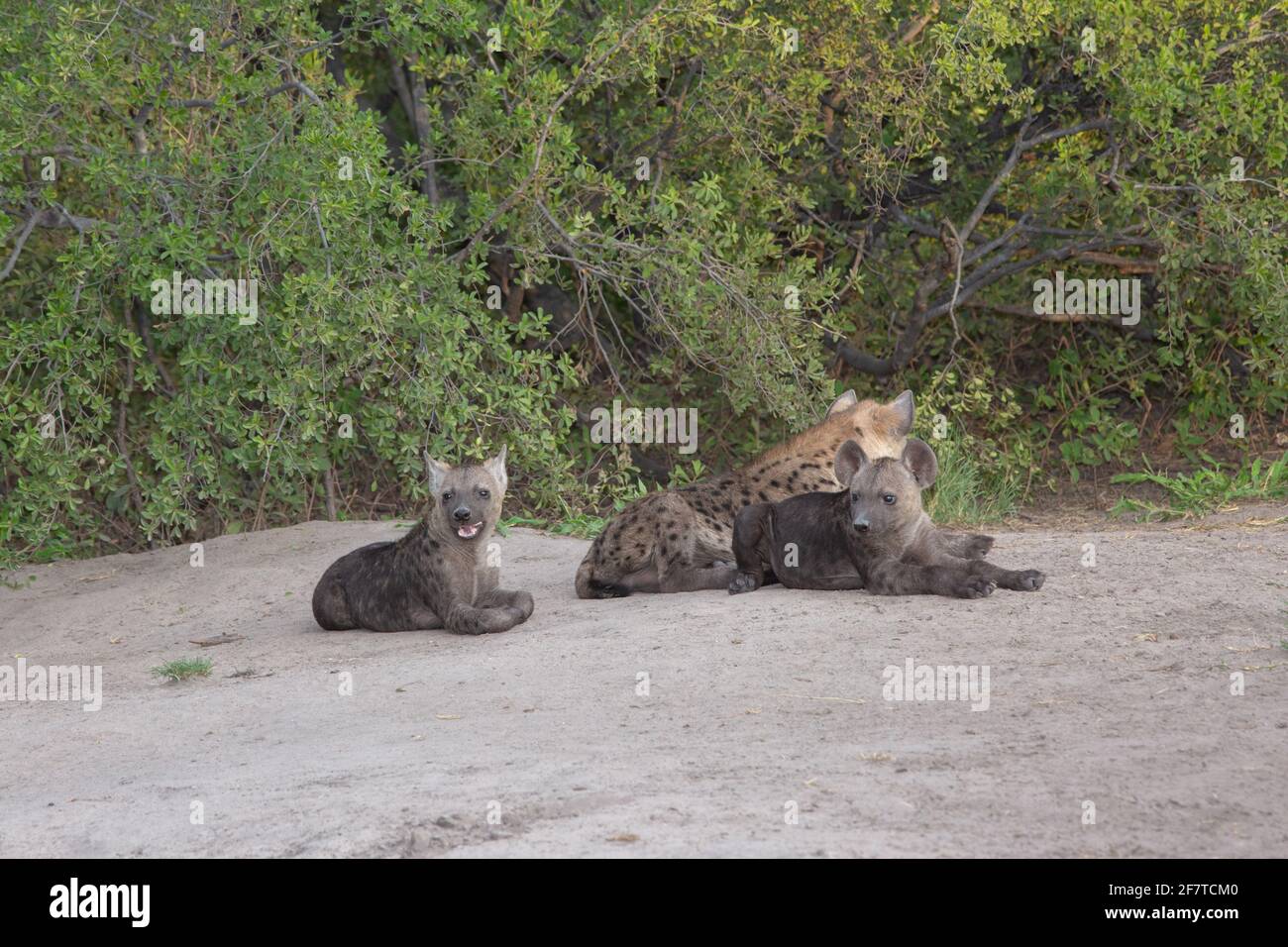 Hyena macchiata, Hyena (Crocuta croccuta). Tre cuccioli o cuccioli, giovani di diverse età, di diverse madri. Più scuri i più giovani. Den c Foto Stock