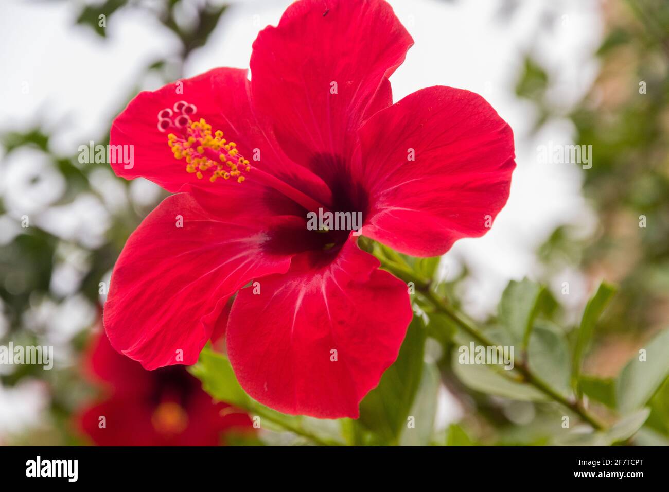 Primo piano di un fiore rosso luminoso circondato da foglie verdi contro un cielo luminoso in una giornata di sole Foto Stock