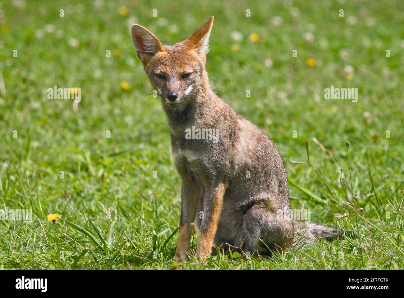 Culpeo (Lycalopex culpaeus). Merlo, San Luis, Argentina Foto Stock