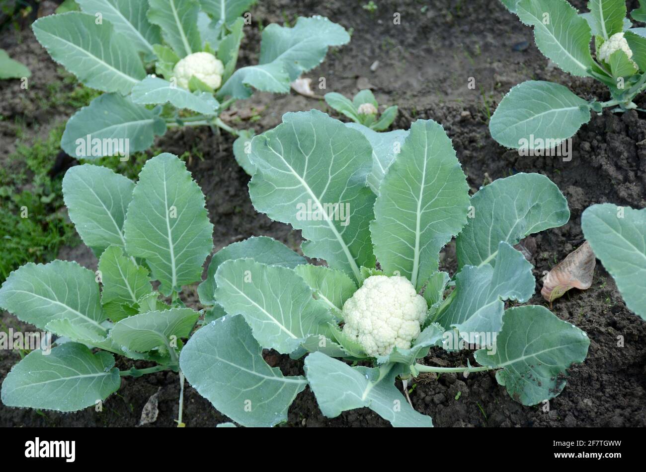 Pianta di cavolfiore verde maturo nel giardino Foto stock - Alamy