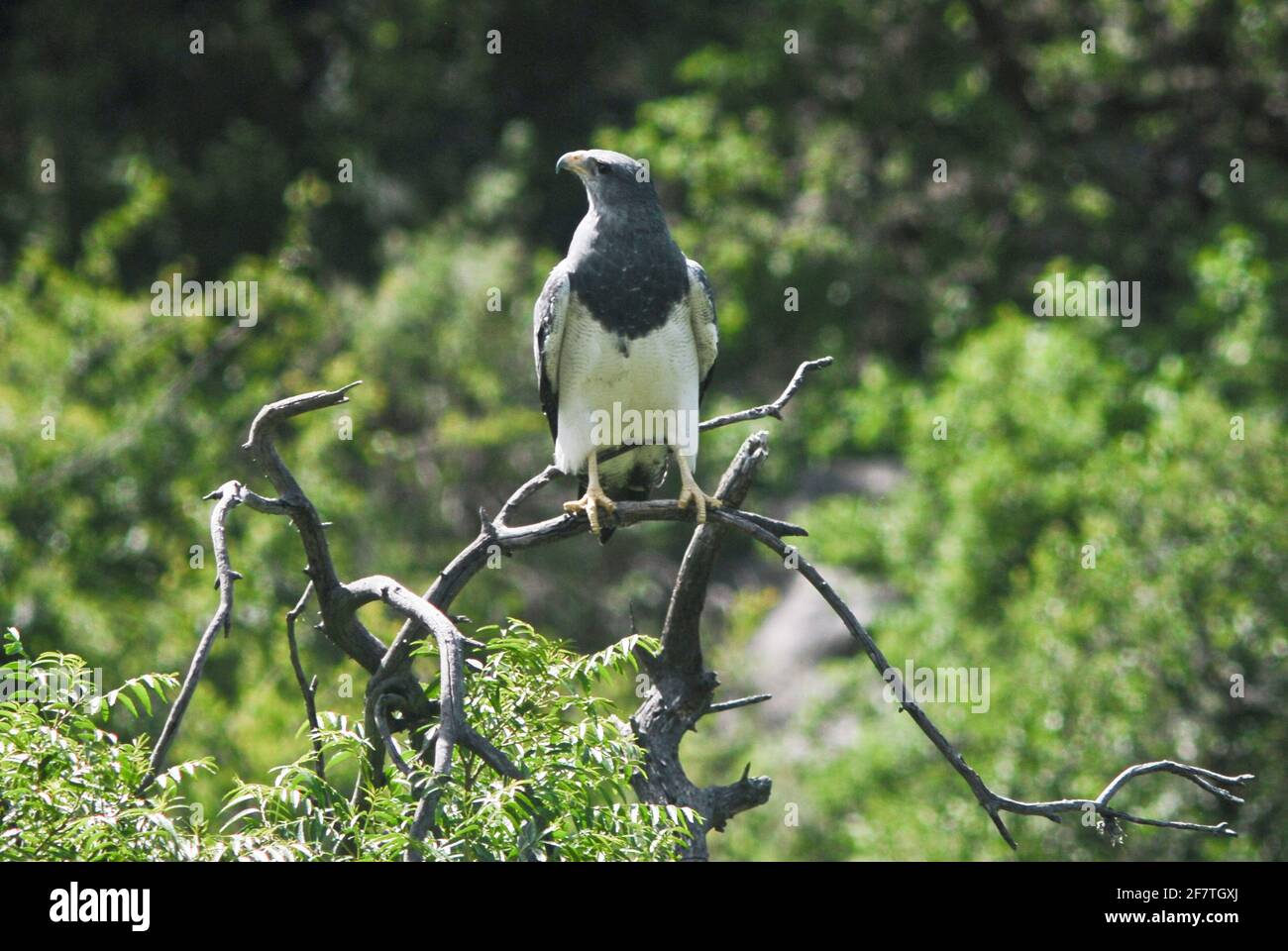 Aquila di poiana (Geranoaetus melanoleucus). Merlo, San Luis, Argentina Foto Stock