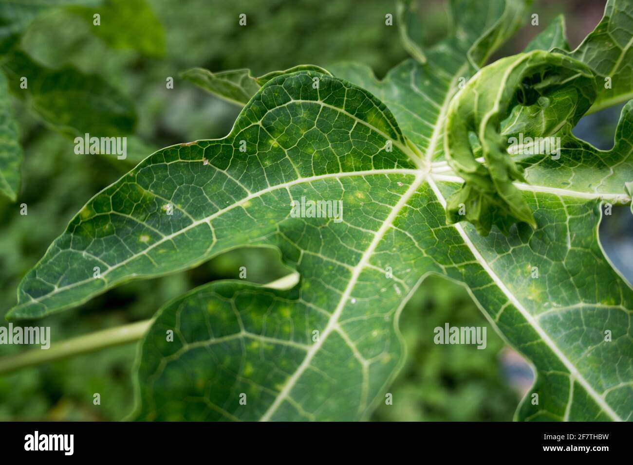 Un primo piano di foglie di papaia albero. Pianta è di solito non ramificata e ha gambi cavi e petioles. Le foglie sono pallate, disposte a spirale Foto Stock