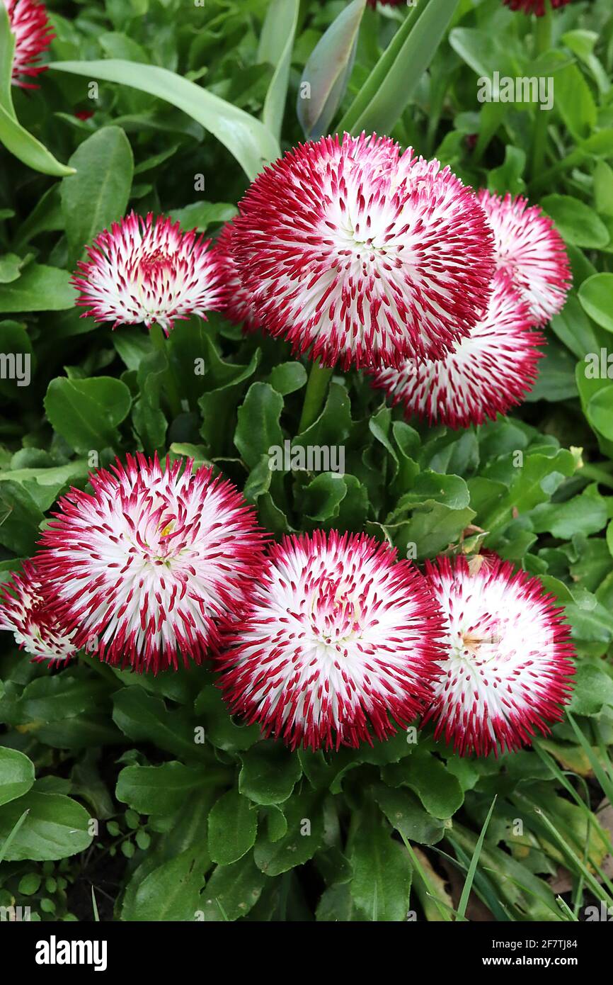 Bellis perennis ‘Habanera White Red Tips’ double daisies – petali bianchi con punte rosse, aprile, Inghilterra, Regno Unito Foto Stock