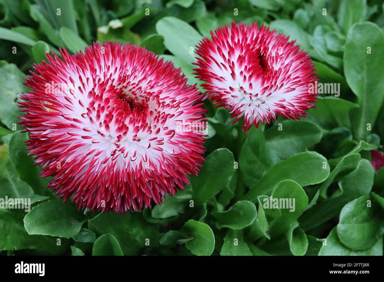 Bellis perennis ‘Habanera White Red Tips’ double daisies – petali bianchi con punte rosse, aprile, Inghilterra, Regno Unito Foto Stock