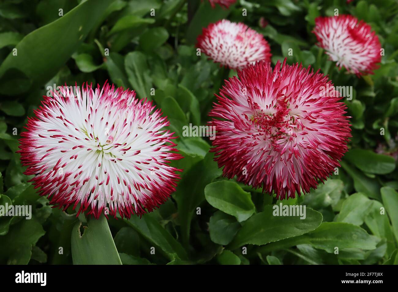 Bellis perennis ‘Habanera White Red Tips’ double daisies – petali bianchi con punte rosse, aprile, Inghilterra, Regno Unito Foto Stock