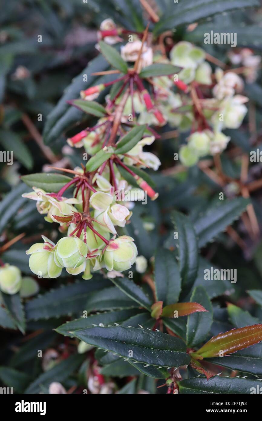 Berberis julianae mirtillo verde chiaro – fiori a forma di campana e foglie spinose, aprile, Inghilterra, Regno Unito Foto Stock