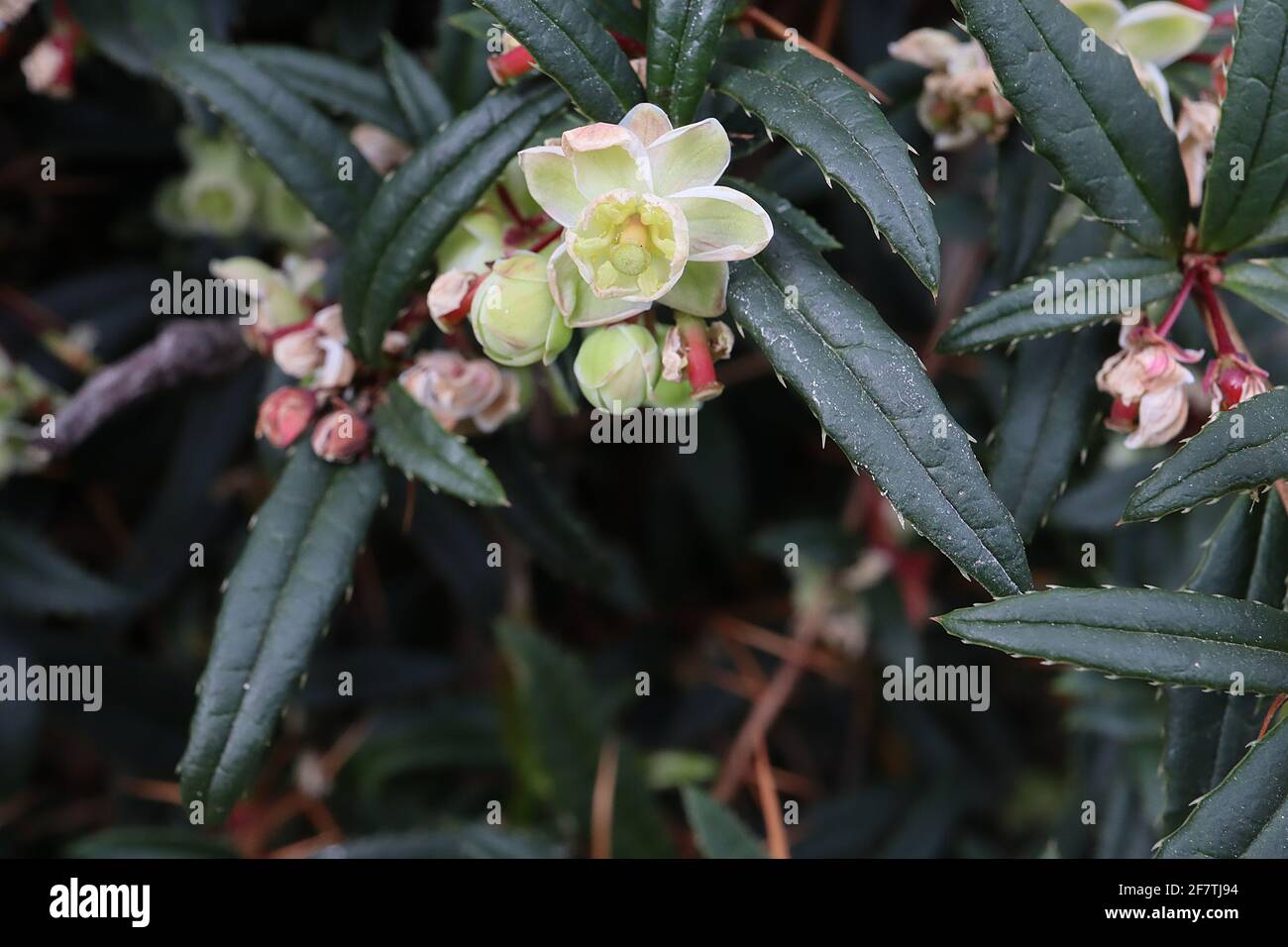 Berberis julianae mirtillo verde chiaro – fiori a forma di campana e foglie spinose, aprile, Inghilterra, Regno Unito Foto Stock