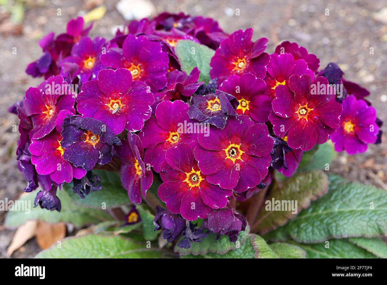 Primula polyanthus ‘Stella Neon Violet’ Primrose Stella Neon Violet – grappoli di fiori viola con centri rossi e dorati, aprile, Inghilterra, Regno Unito Foto Stock