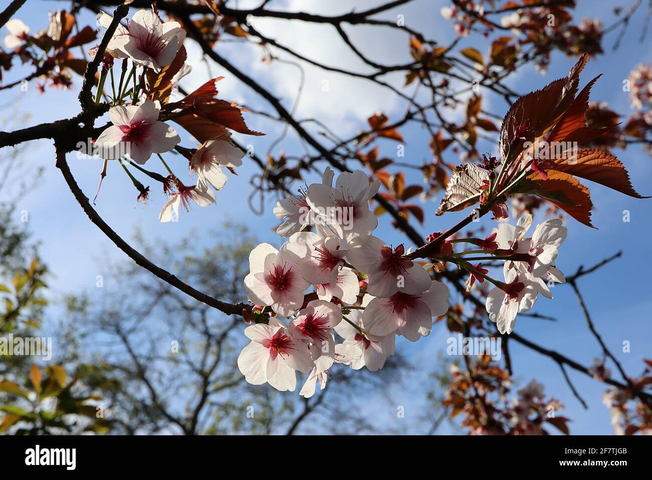 Prunus cerasifera Pissardii Nigra viola ciliegia prugna – conchiglia rosa fiori a forma di ciotola con molte stampigliature, steli rossi, foglie marroni, marzo, Regno Unito Foto Stock