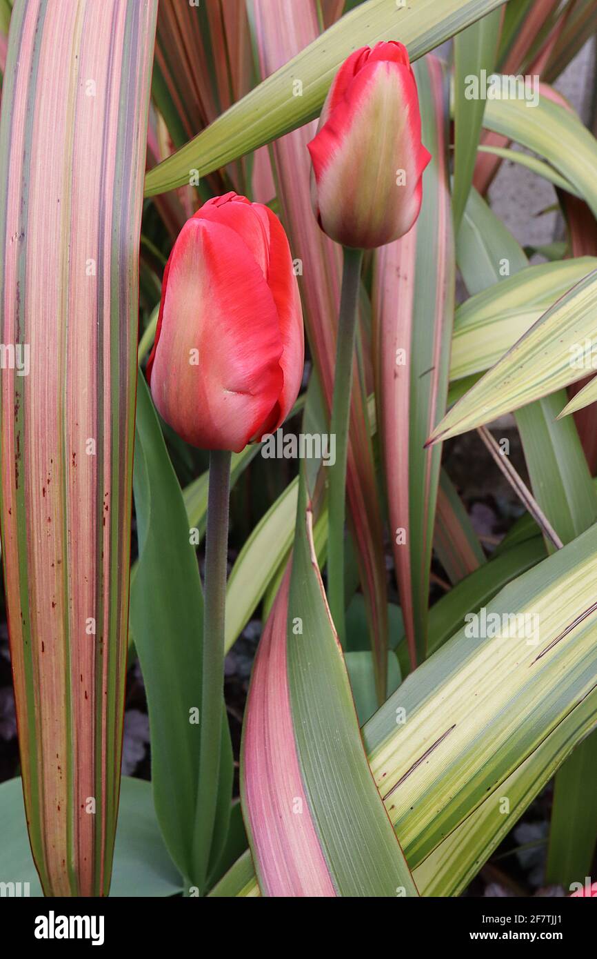 Tulipa ‘Mayflower’ Single Late 5 tulipano Mayflower - fiori di palma, ampi bordi rossi, fiamma verde pallido, aprile, Inghilterra, REGNO UNITO Foto Stock