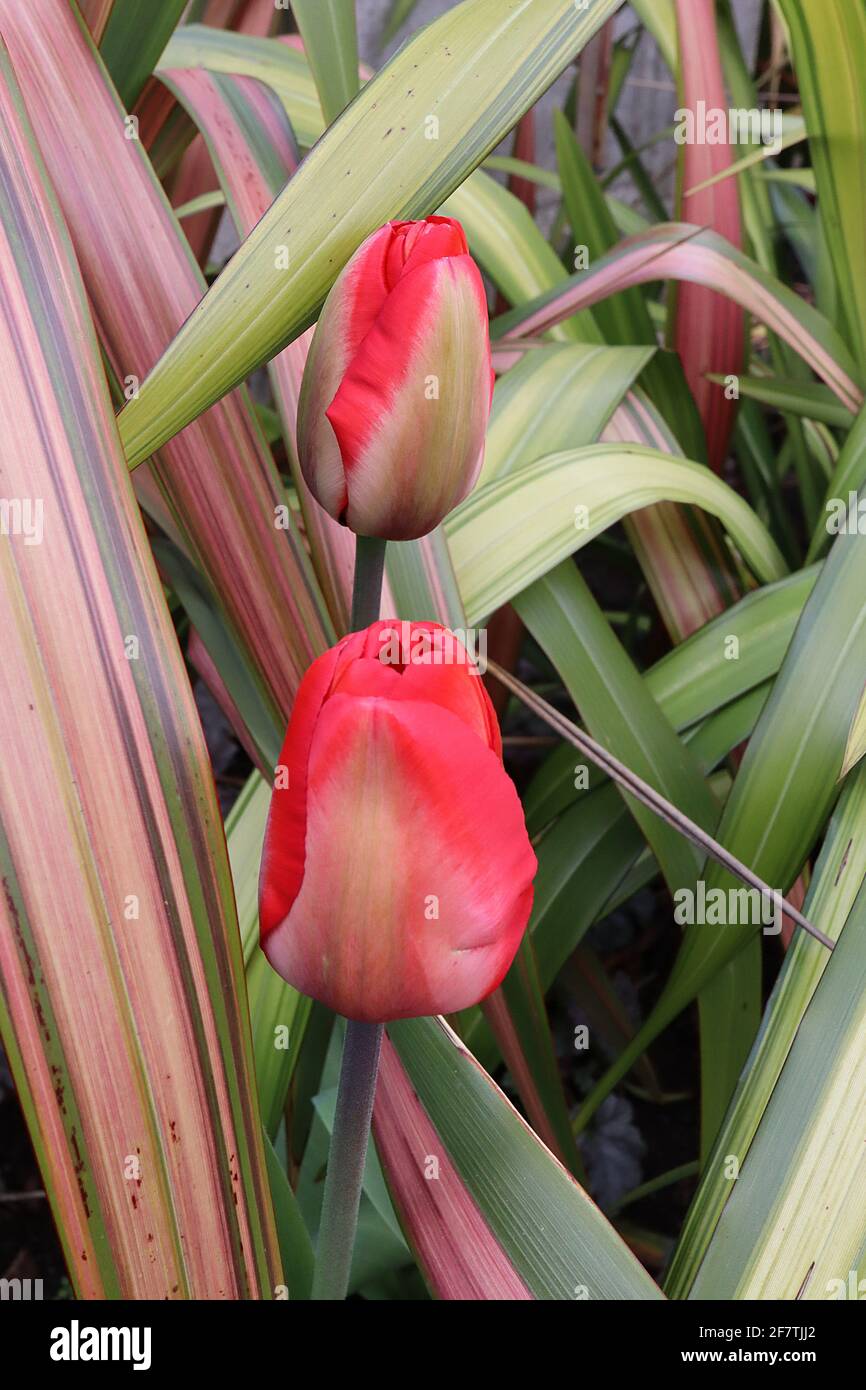 Tulipa ‘Mayflower’ Single Late 5 tulipano Mayflower - fiori di palma, ampi bordi rossi, fiamma verde pallido, aprile, Inghilterra, REGNO UNITO Foto Stock