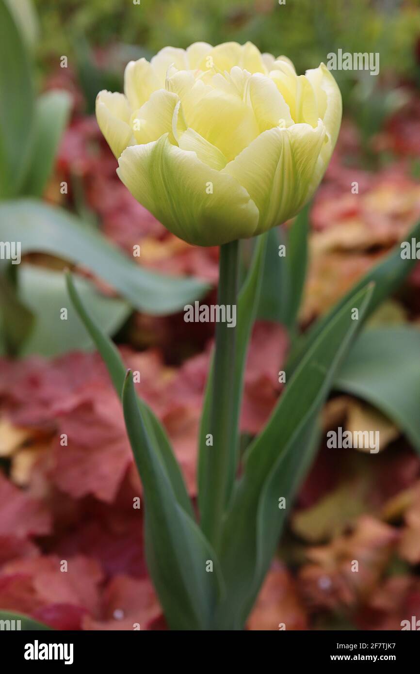 Tulipa ‘Verona’ Double Early 2 Verona tulipano – forma a doppia ponia, petali gialli al limone, punte bianche, colore verde sui petali esterni, aprile, Inghilterra, Regno Unito Foto Stock
