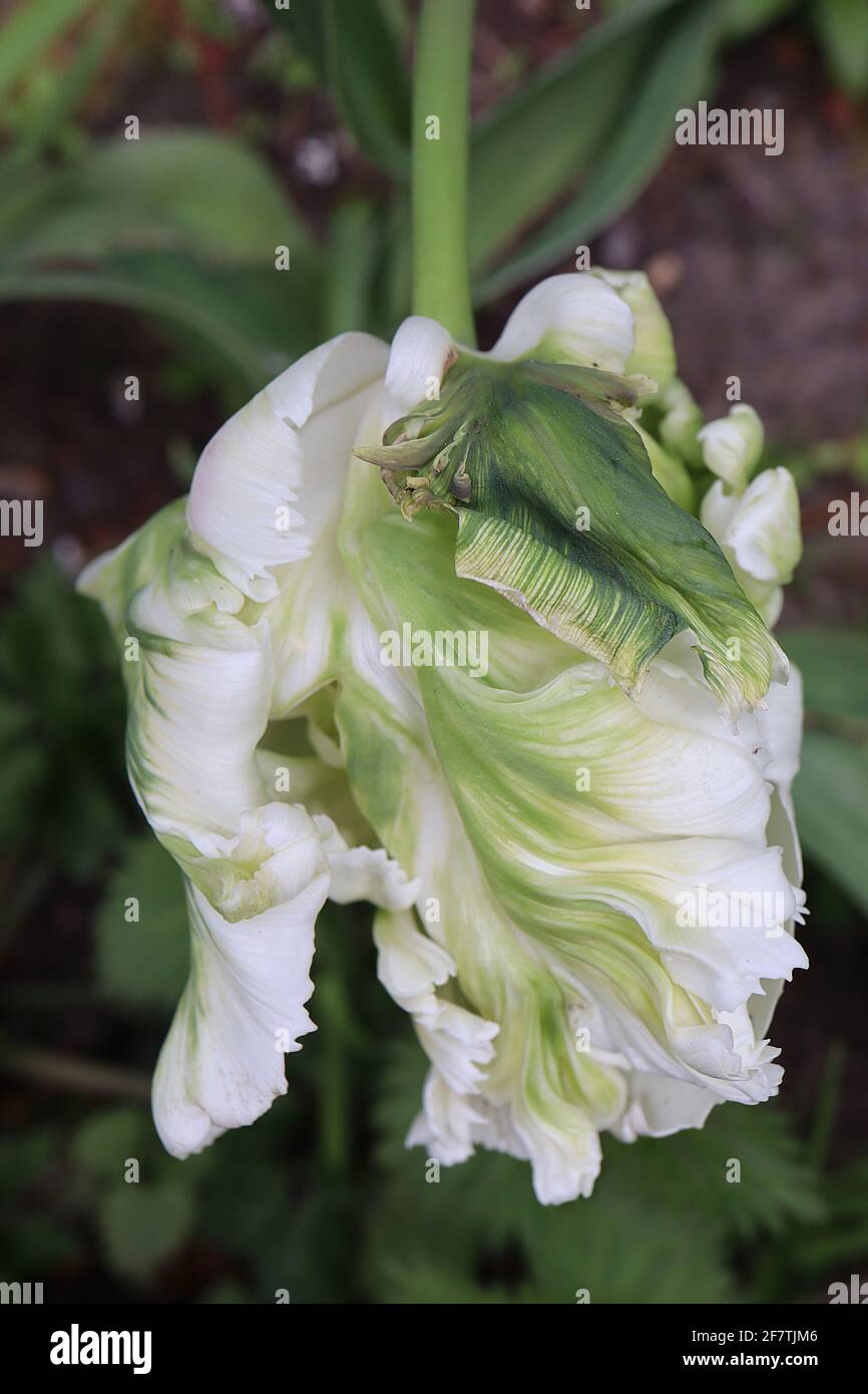 Tulipa gesneriana var dracontia ‘Parrot Bianco’ Parrot 10 Tulip di Parrot Bianco - petali bianchi tortuosi e cremosi, fiamme verdi, strisce verdi, piuma verde Foto Stock